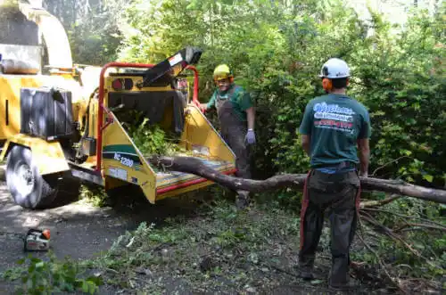 tree services Seacliff